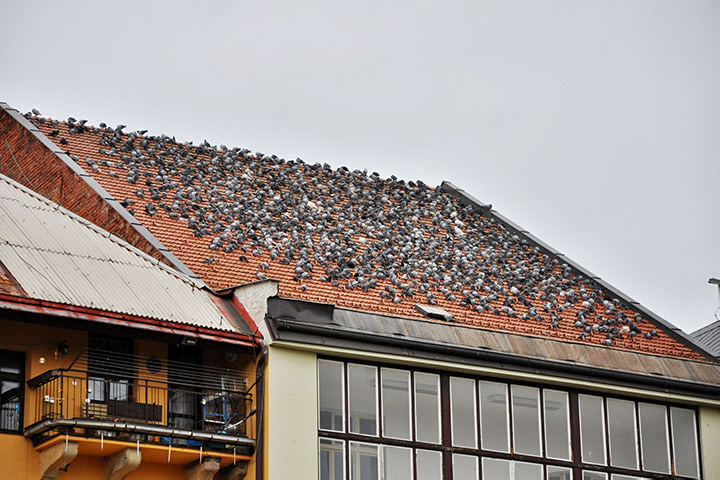 A2B Pest Control are able to install spikes to deter birds from roofs in Harmondsworth. 
