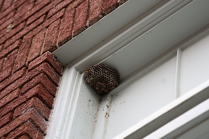 We provide a wasp nest removal service for domestic and commercial properties in Harmondsworth.